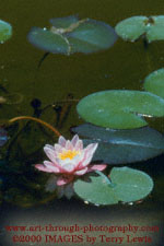 Click here to see a larger size.